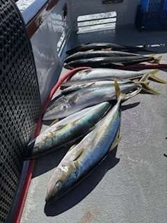 A pile of yellowtail fish on a boat deck, caught and ready for transport.