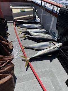 Yellowtail fish laid out on a boat deck with a red hose.