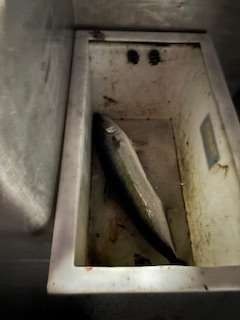 Fish in a dirty, rectangular container, possibly a cooler or storage unit.