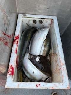Fish in a white cooler, some still with yellow fins, blood visible.