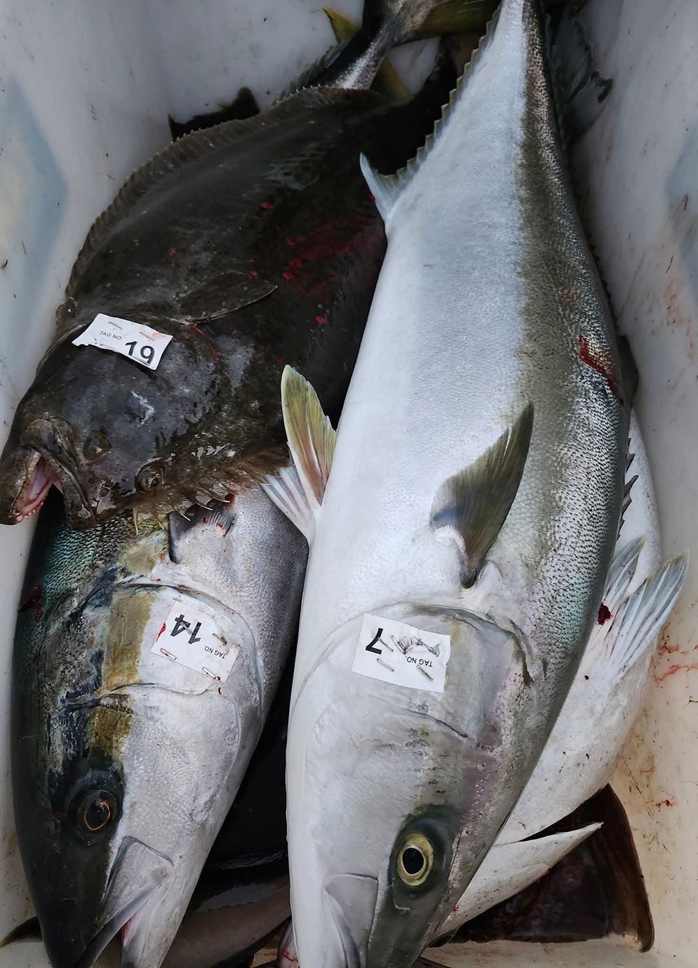 Fish inside a white container, including a dark flatfish, and two yellowtail with price tags.