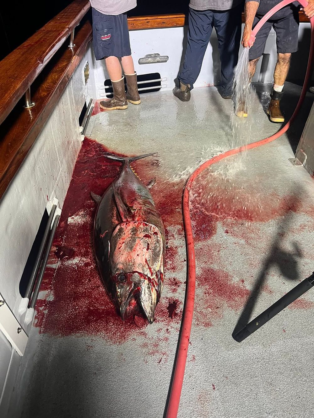 A large tuna on a boat deck, covered in blood, with people nearby.