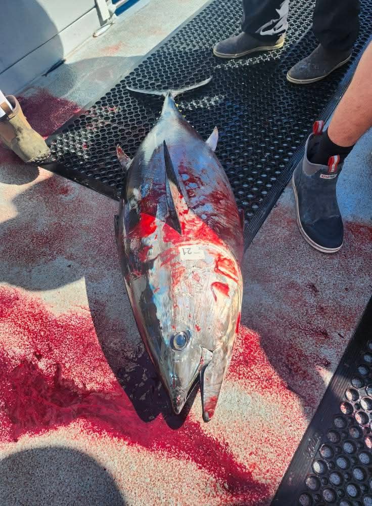 Large tuna fish covered in blood on a boat deck, surrounded by people's feet.