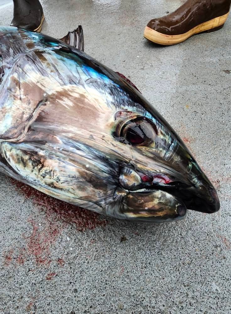 Two men on a boat hold up a large fish. Sunny day; one man wears a straw hat, the other a cap.