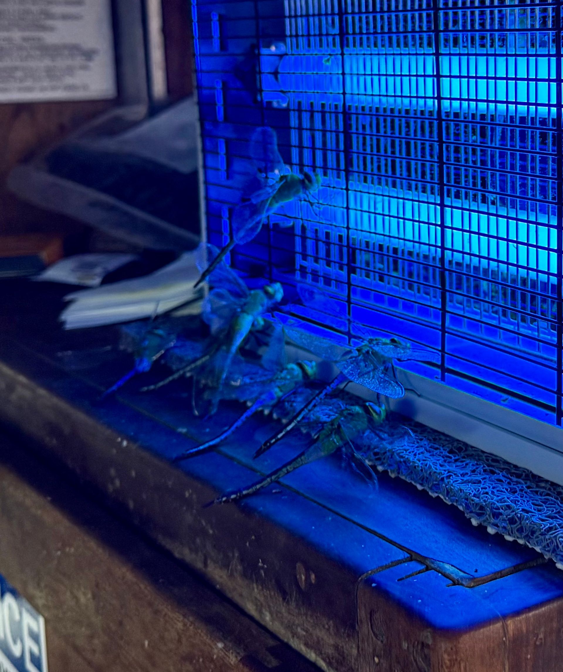 Two men on a boat holding up large yellowtail fish. One man smiling, the other holding a coffee.