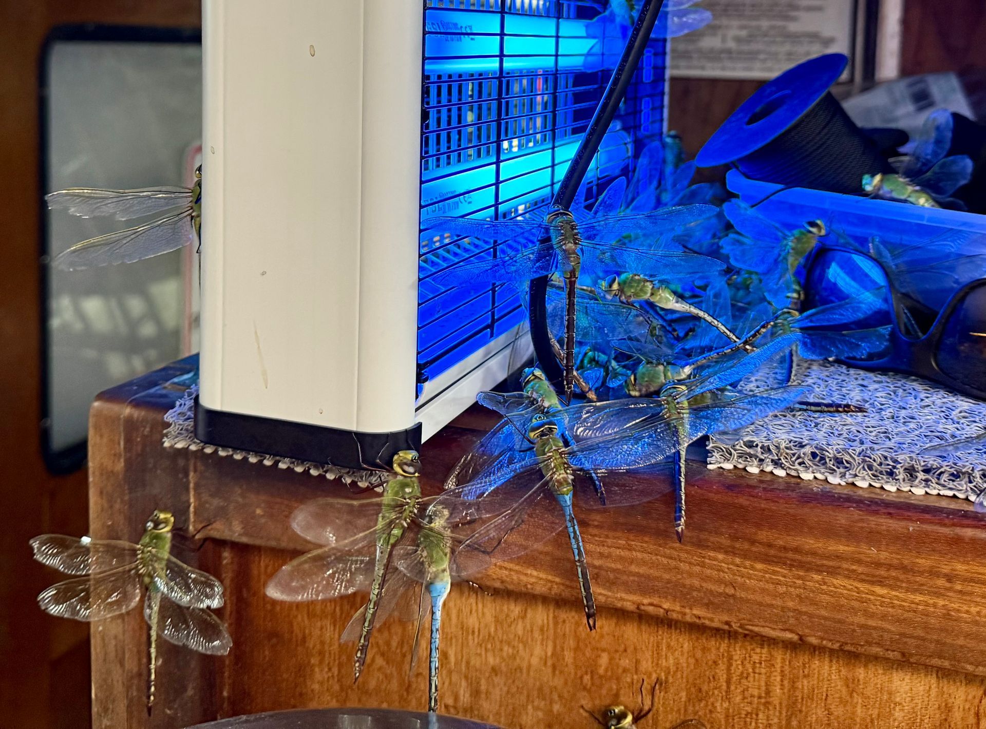 Man holding a large tuna fish on a boat deck at night.