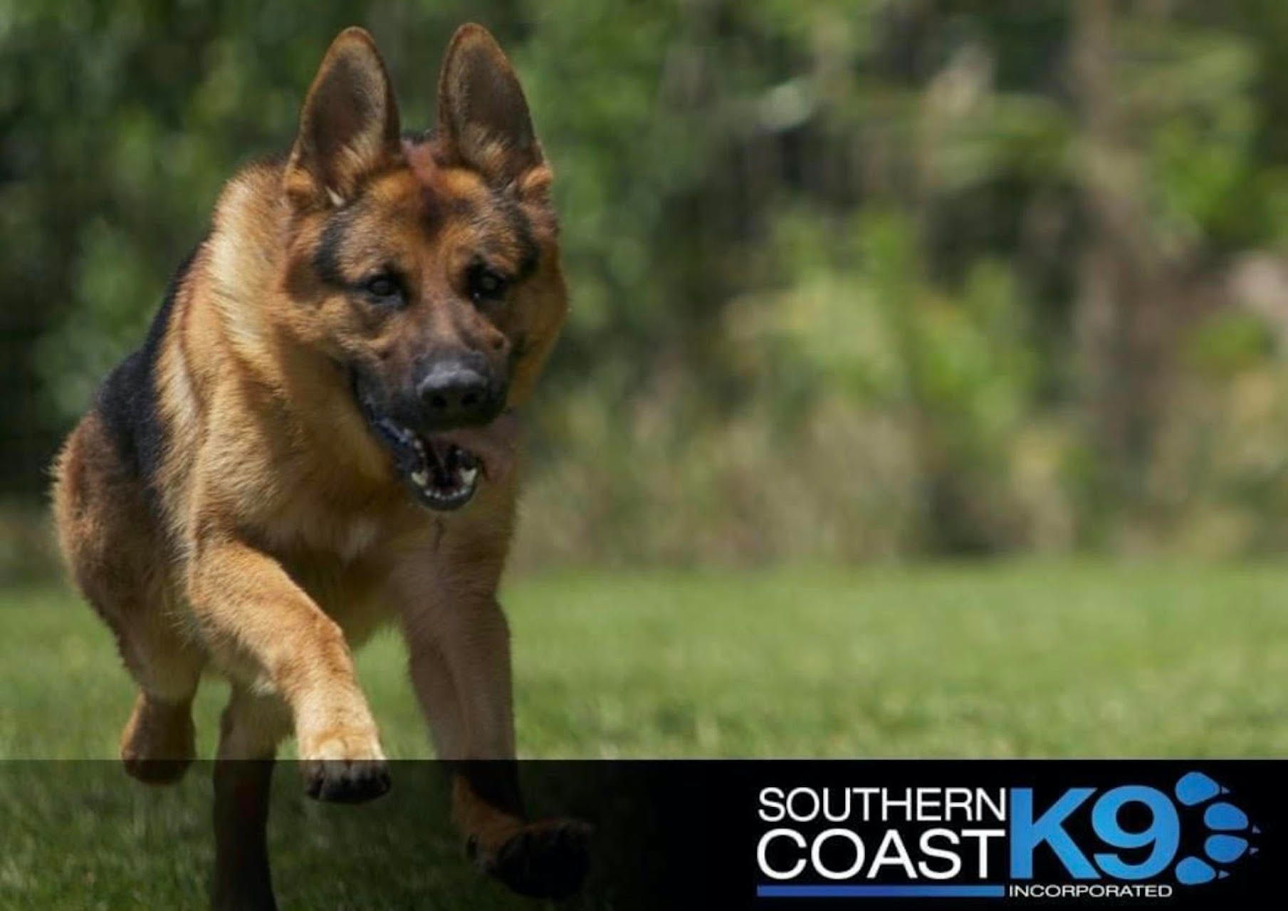 A german shepherd is running in a field with a southern coast k9 logo in the background