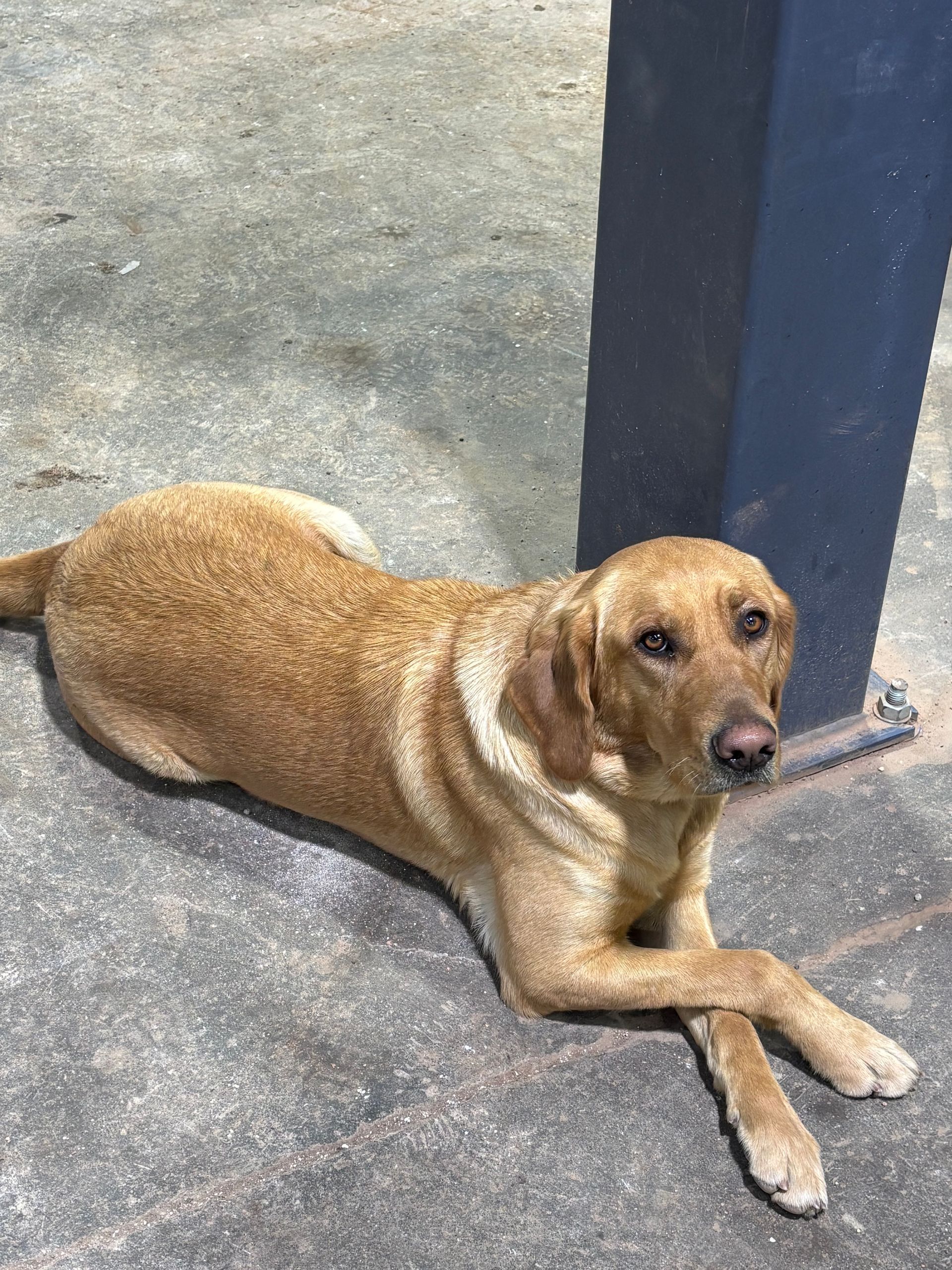 Ginger the Badlands Auto & Diesel  Shop Dog