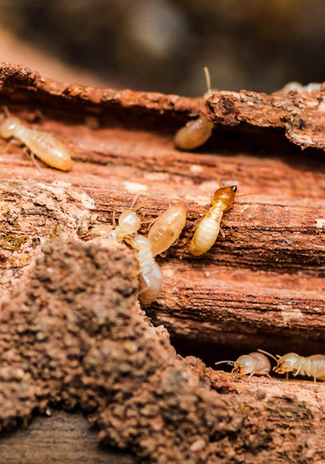 termites crawling on dead wood