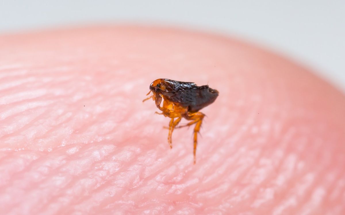 flea walking on human skin
