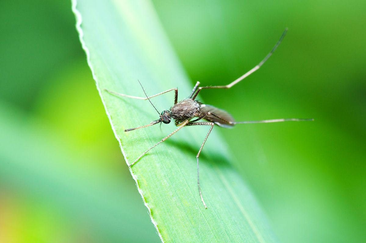 mosquito sitting on blade of grass