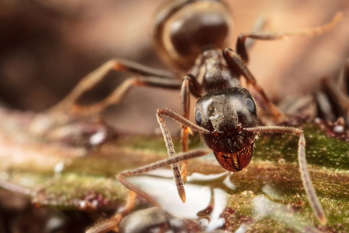 ant walking