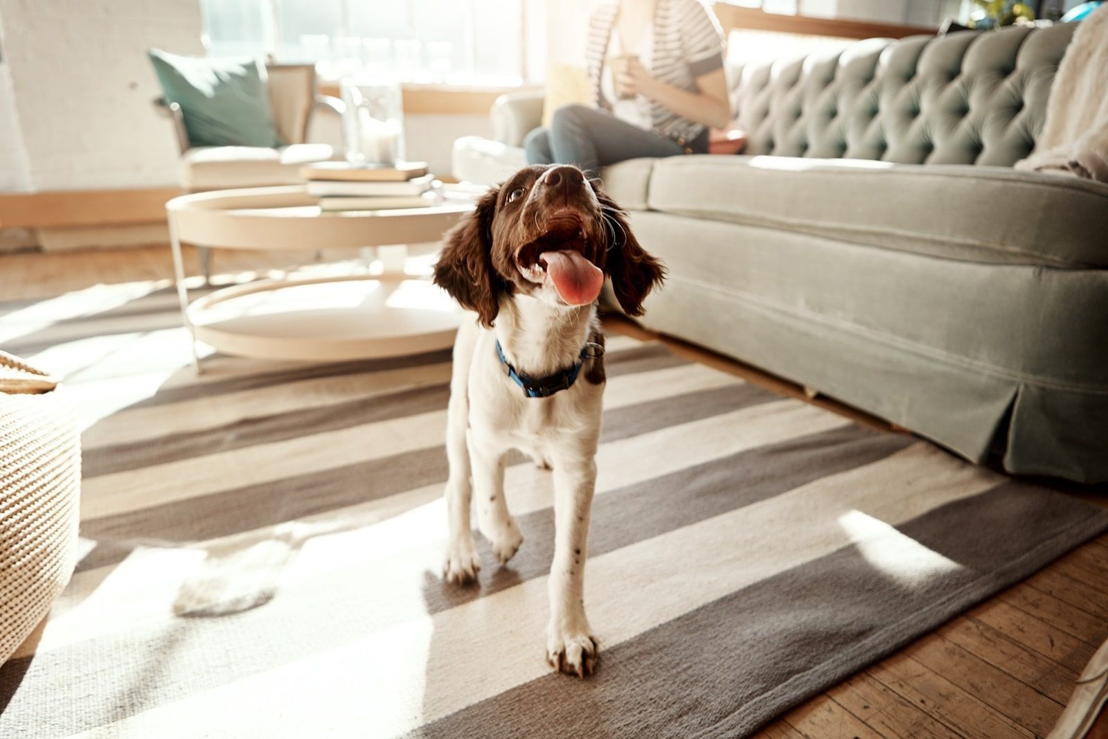 Dog in pet friendly apartment in London