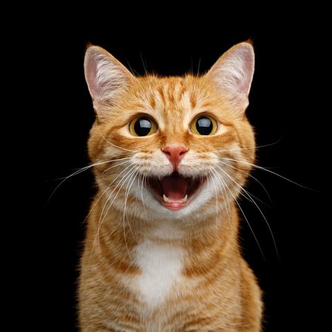 Smiling Orange Cat — Nutter Fort, WV — All Pets Animal Clinic