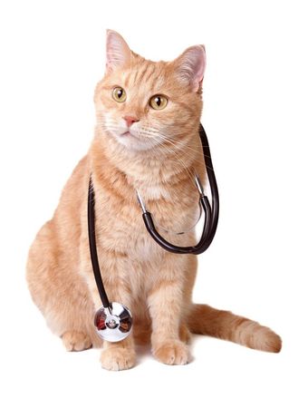 Cat With Stethoscope — Nutter Fort, WV — All Pets Animal Clinic