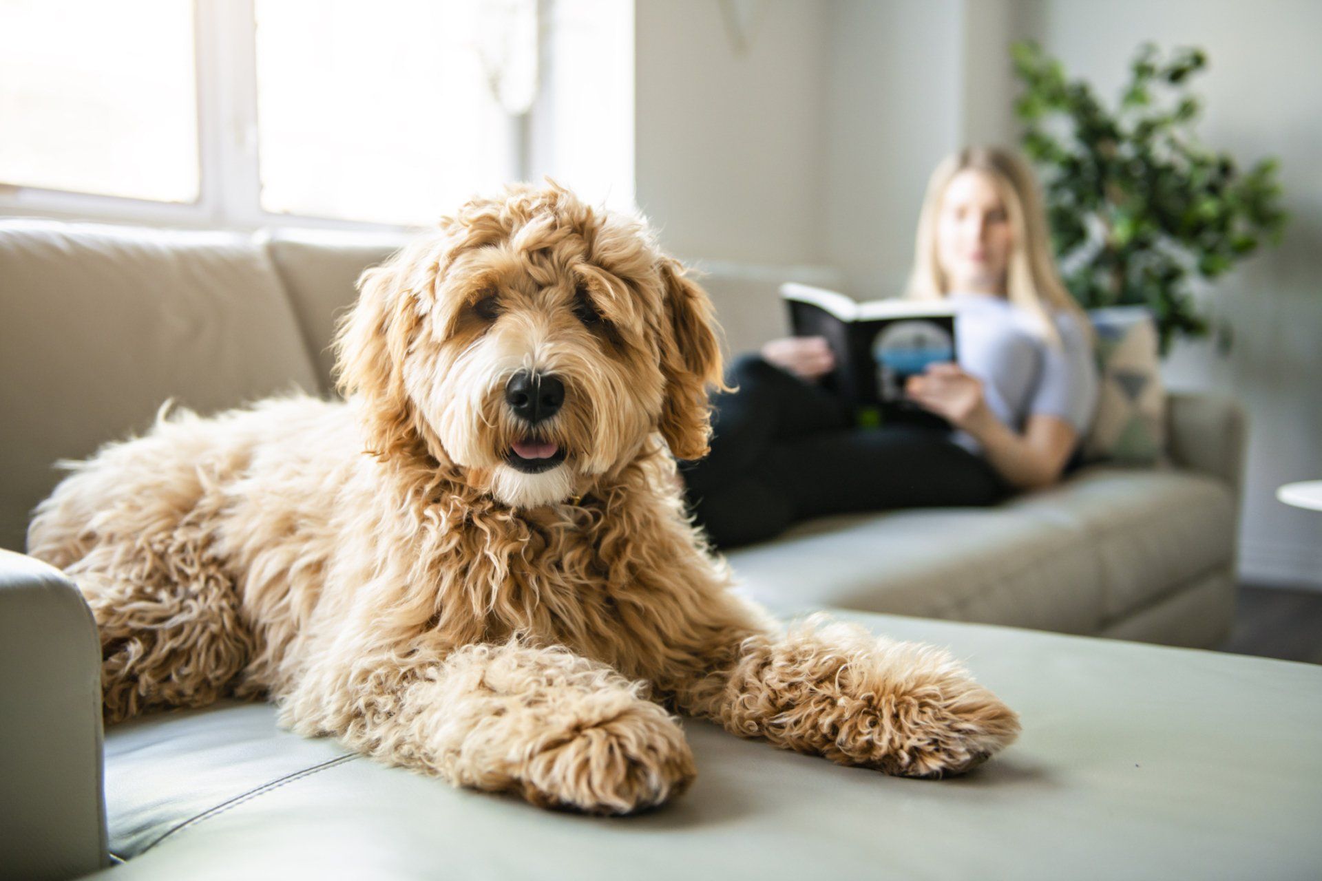 Dog Resting on a Sofa — Nutter Fort, WV — All Pets Animal Clinic