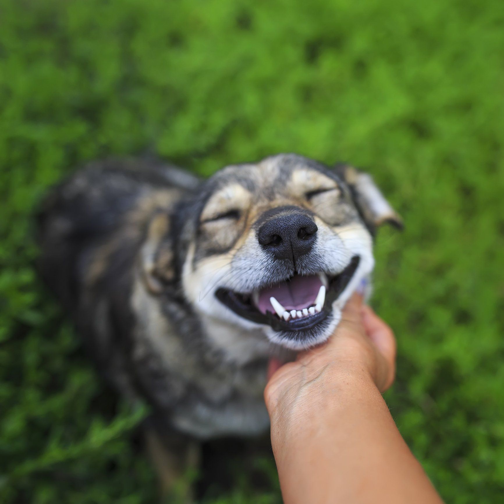 Petting Dog on the Chin — Nutter Fort, WV — All Pets Animal Clinic