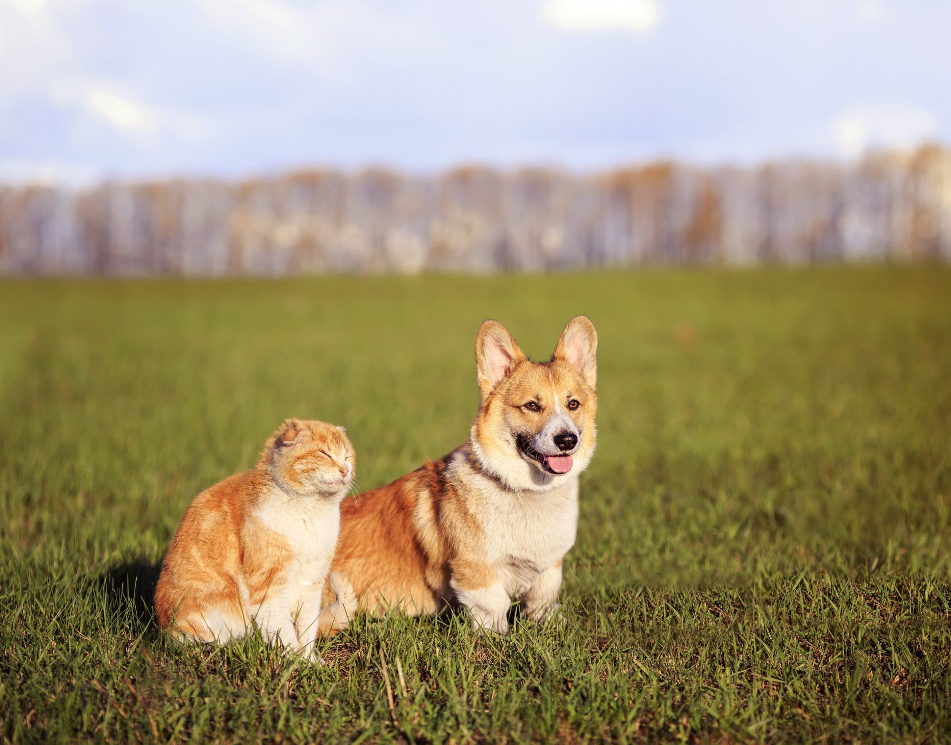 Cat and Dog Sitting on Grass — Nutter Fort, WV — All Pets Animal Clinic