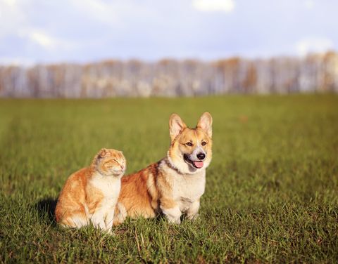 Cat and Dog Sitting on Grass — Nutter Fort, WV — All Pets Animal Clinic