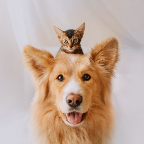 Cat Sitting on the Head of a Dog — Nutter Fort, WV — All Pets Animal Clinic