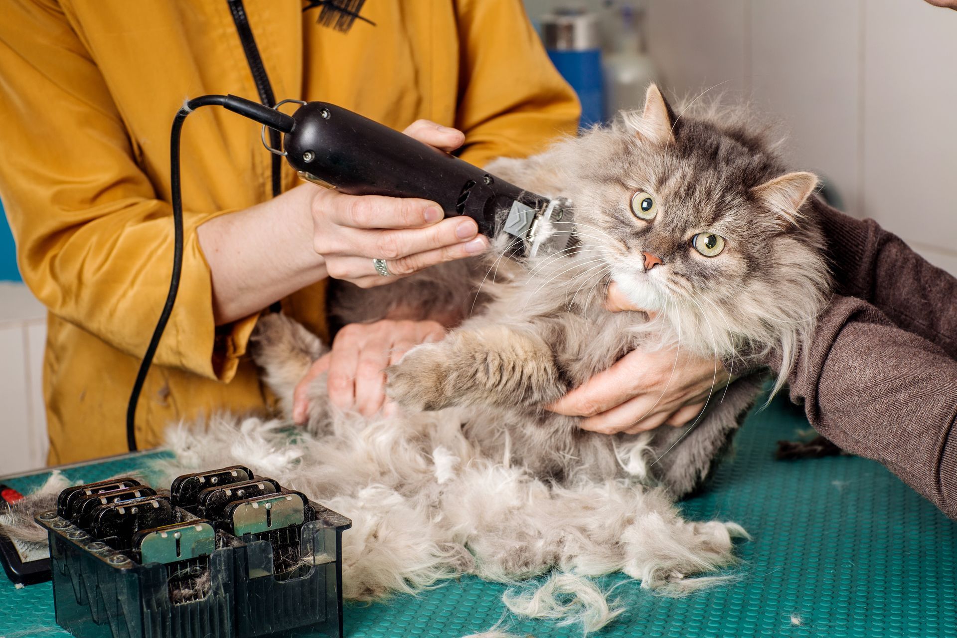A woman is cutting a cat 's fur with a clipper.