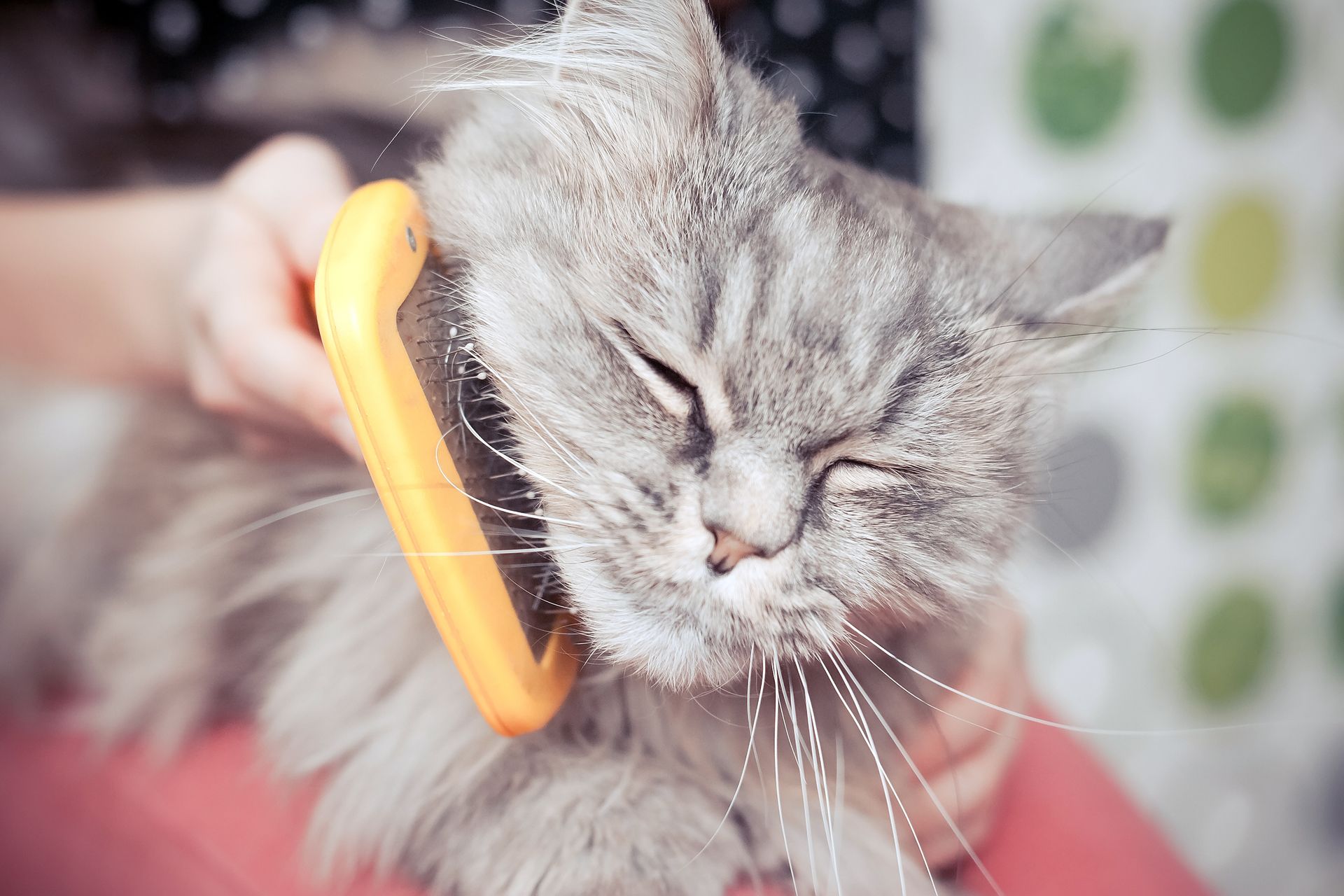 A person is brushing a gray cat with a yellow brush.