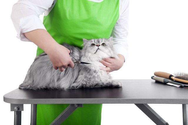 Sanitary Grooming Cat: Essential Tips for Feline Care