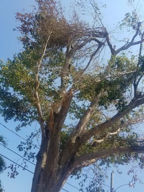 A tree with lots of branches and leaves against a blue sky