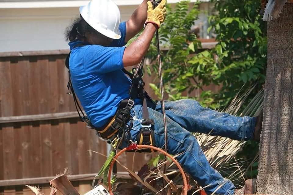 A man wearing a hard hat is climbing a tree.