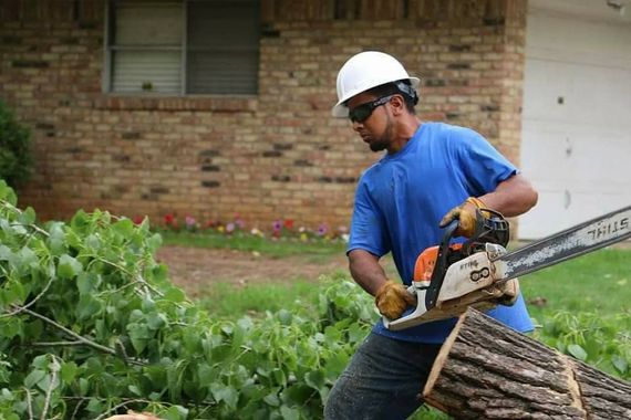 A man is cutting a tree with a chainsaw.