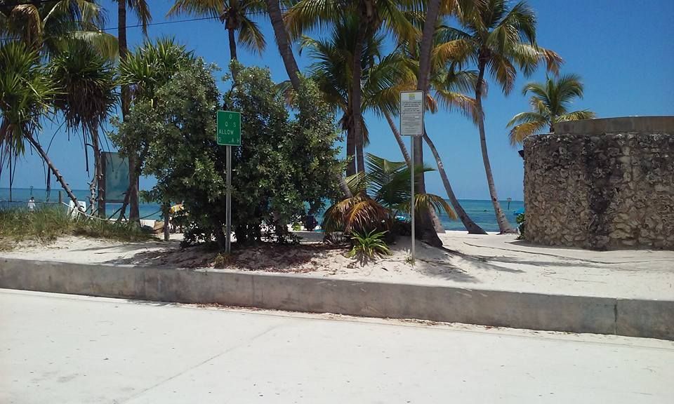 A beach with palm trees and a sign that says no parking