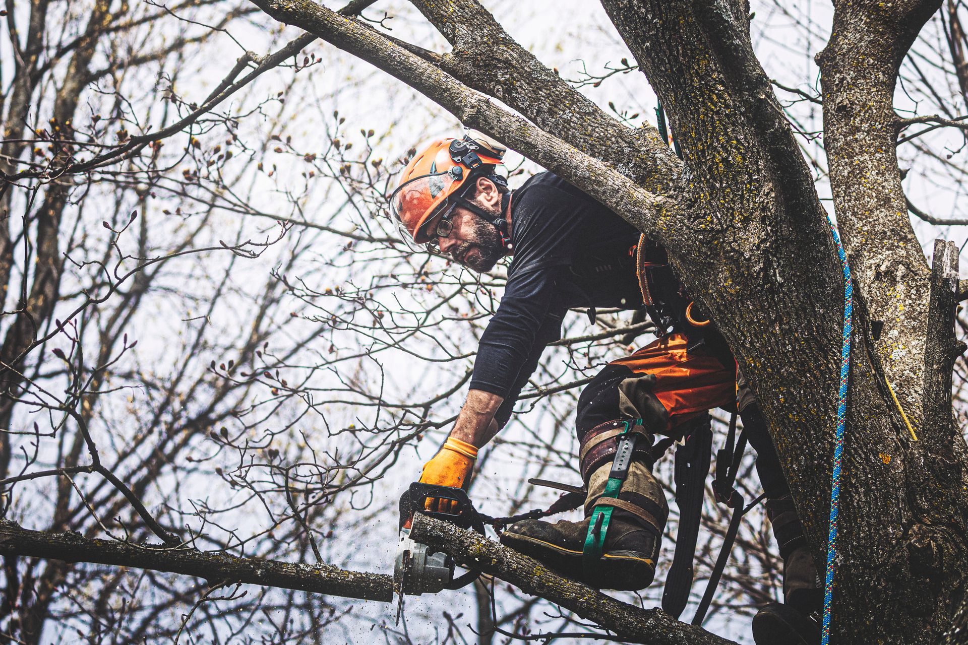 Tree Service Staten Island, NY