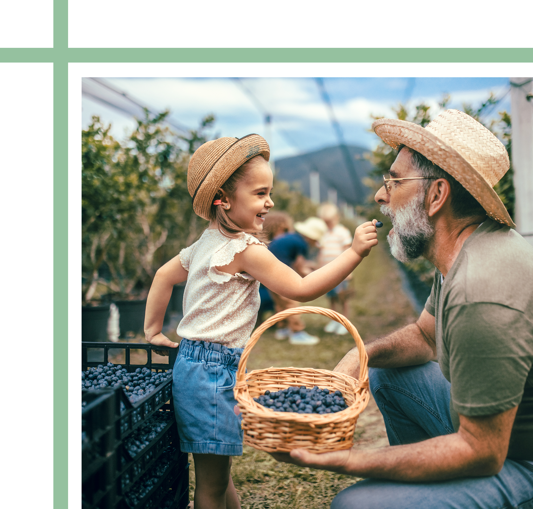 Girl feeds a blueberry to a man at a blueberry farm.