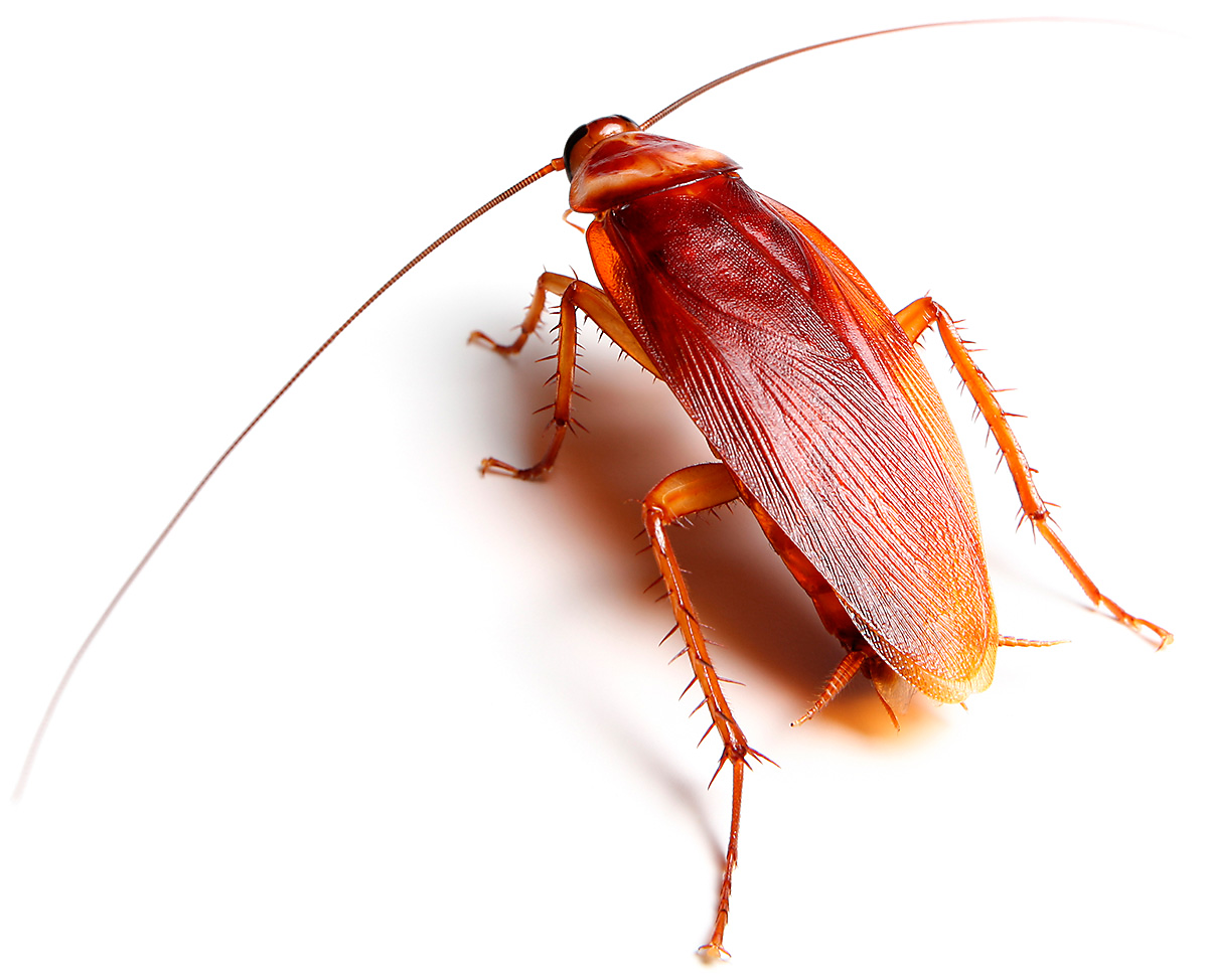 Cockroach | Martinez, GA | Riggins Pest & Moisture Control