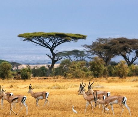 Gazelles graze in a savanna with acacia trees under a blue sky.