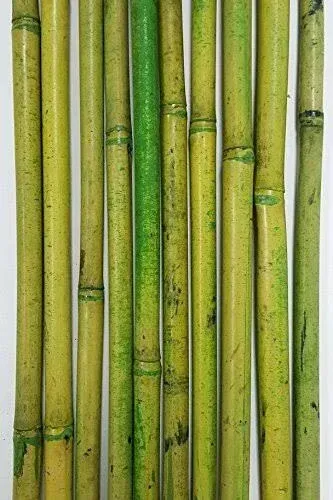 bamboo
