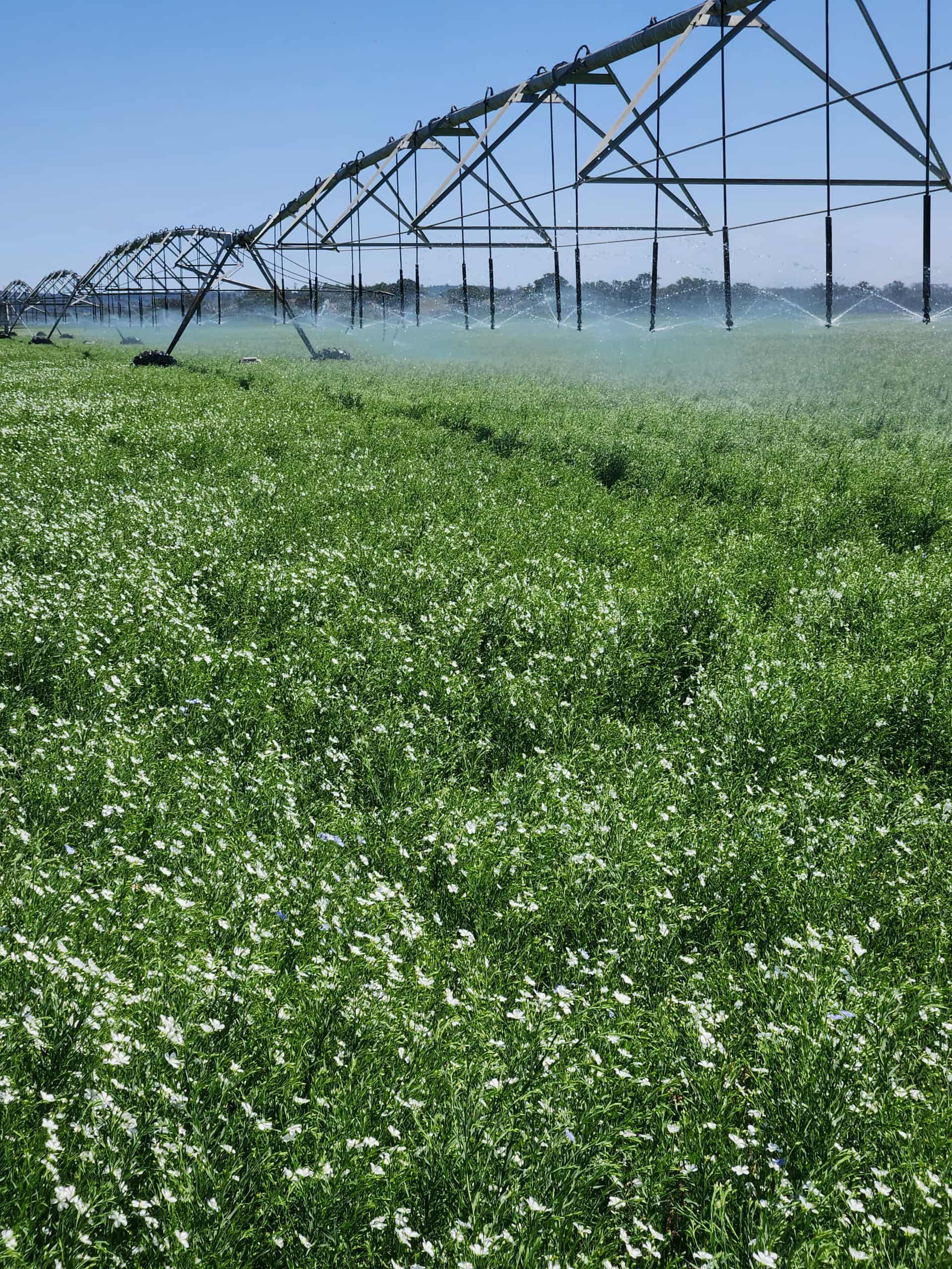 Irrigation System Watering a Green Field, Blue Sky in Background — Local Drilling Services In Kilcoy, QLD