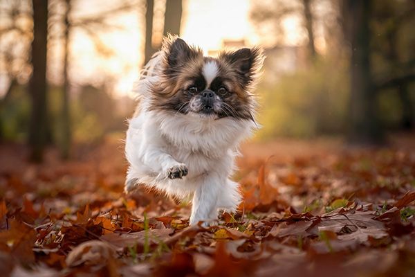 Small Dog Walking — Las Vegas, NV — Mikey and Friends