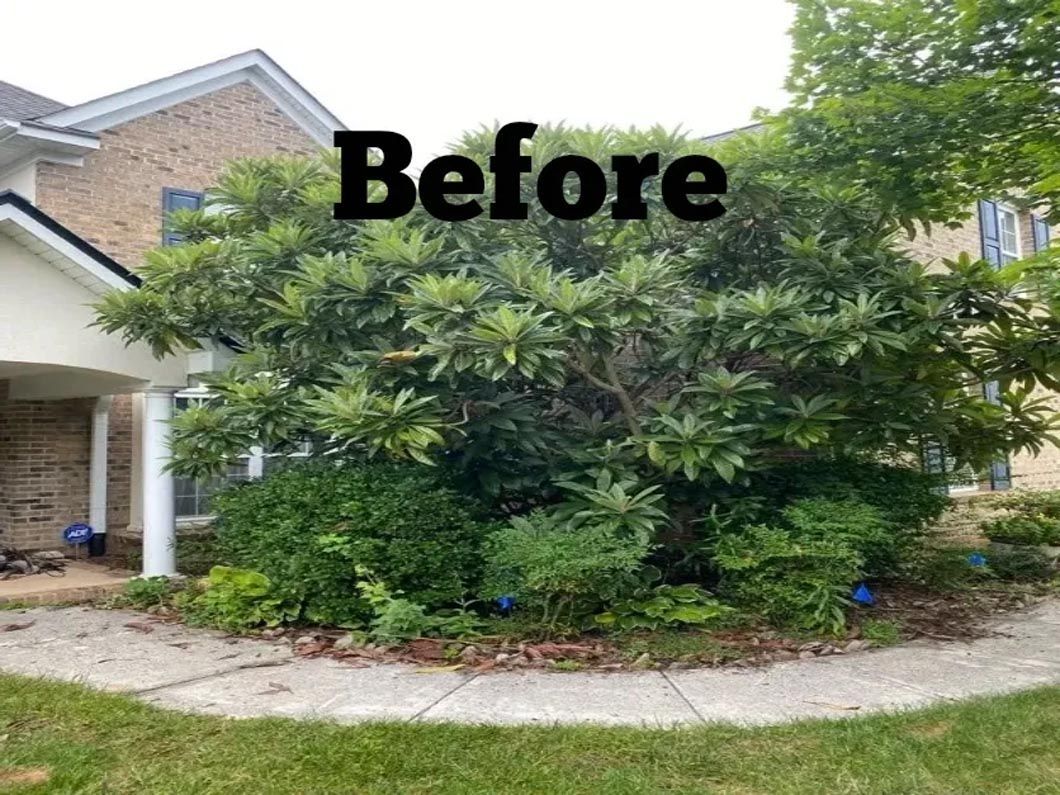 A before picture of a house with a tree in front of it.