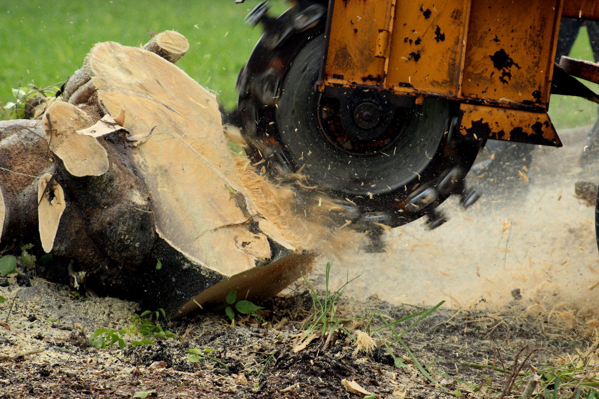 Chainsaw cutting through a large log, kicking up wood chips and sawdust outdoors.