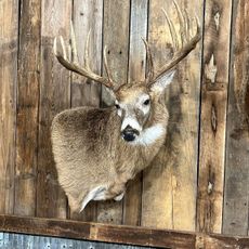 Big Game Mounts