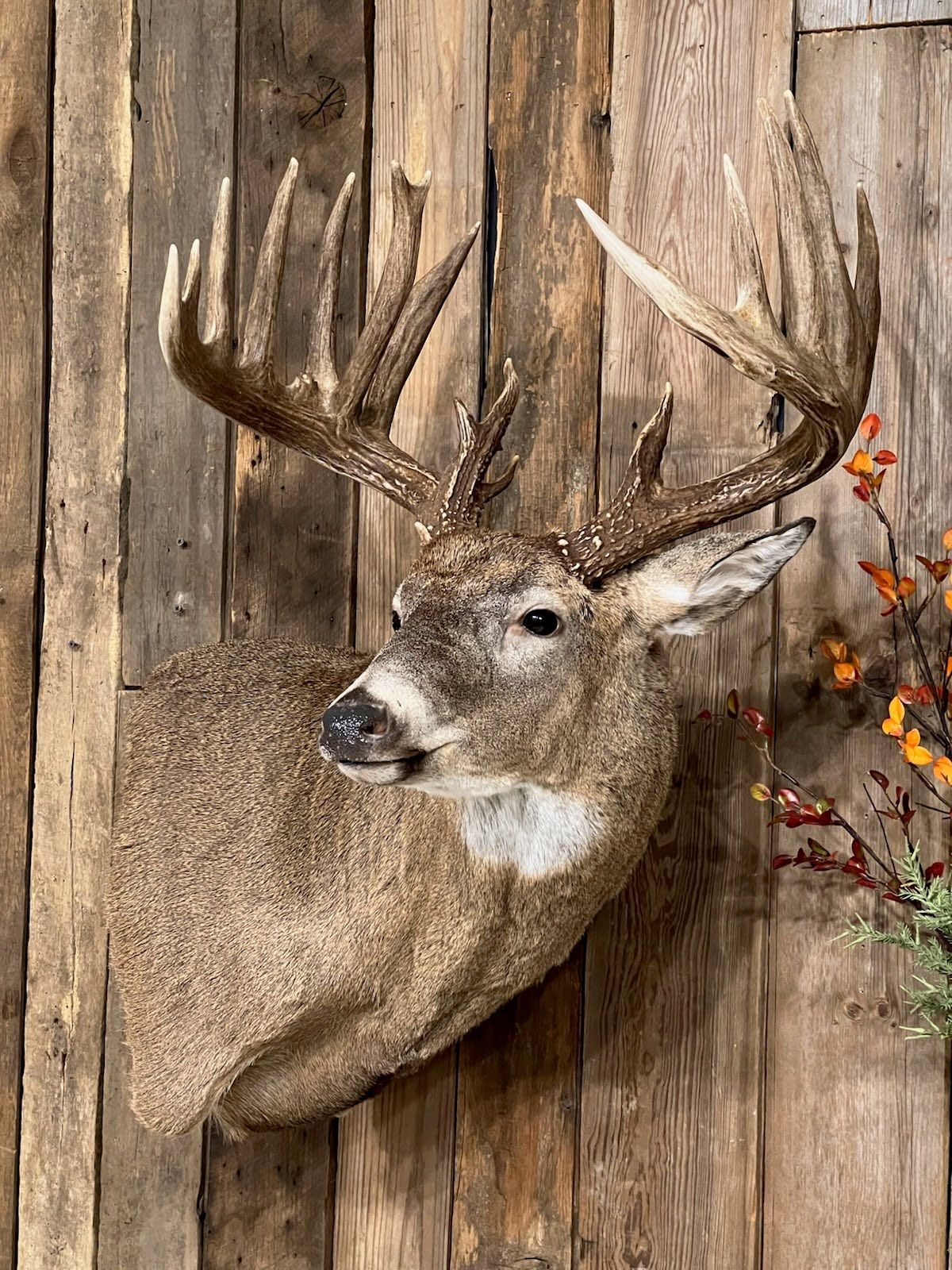 Whitetail Deer Mounts