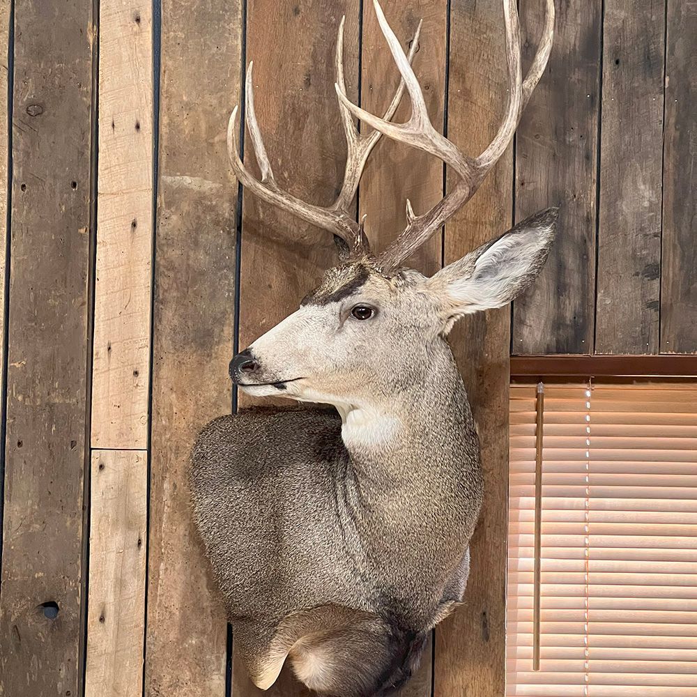 Bourke's Taxidermy Big Game Mounts