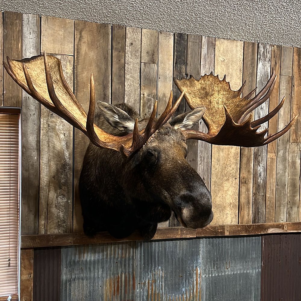 Bourke's Taxidermy Big Game Mounts