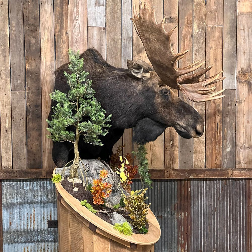 Bourke's Taxidermy Big Game Mounts
