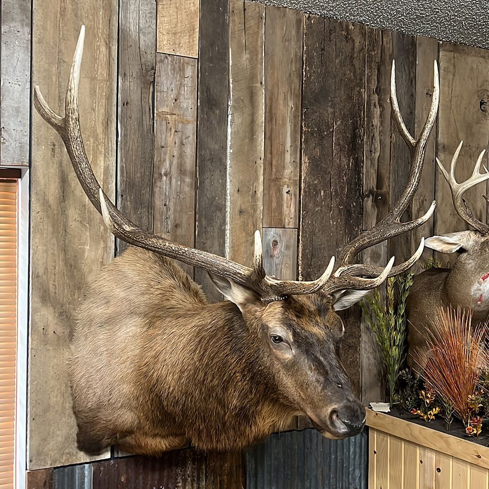 Bourke's Taxidermy Big Game Mounts