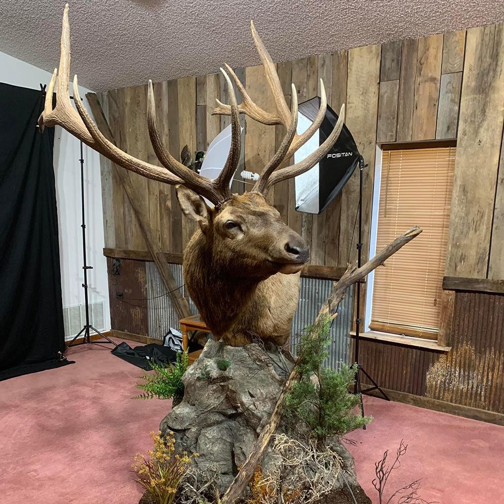 Bourke's Taxidermy Big Game Mounts