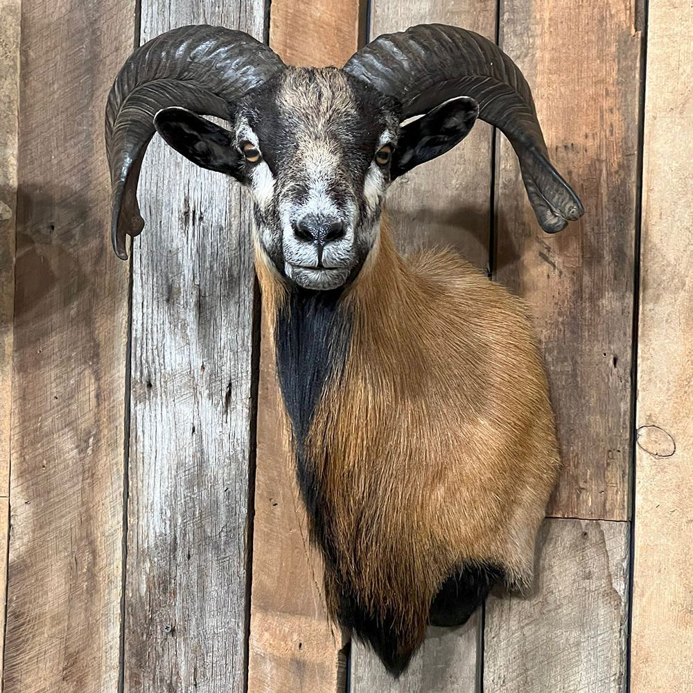 Bourke's Taxidermy Big Game Mounts