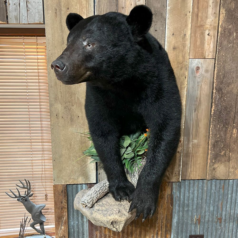 Bourke's Taxidermy Big Game Mounts