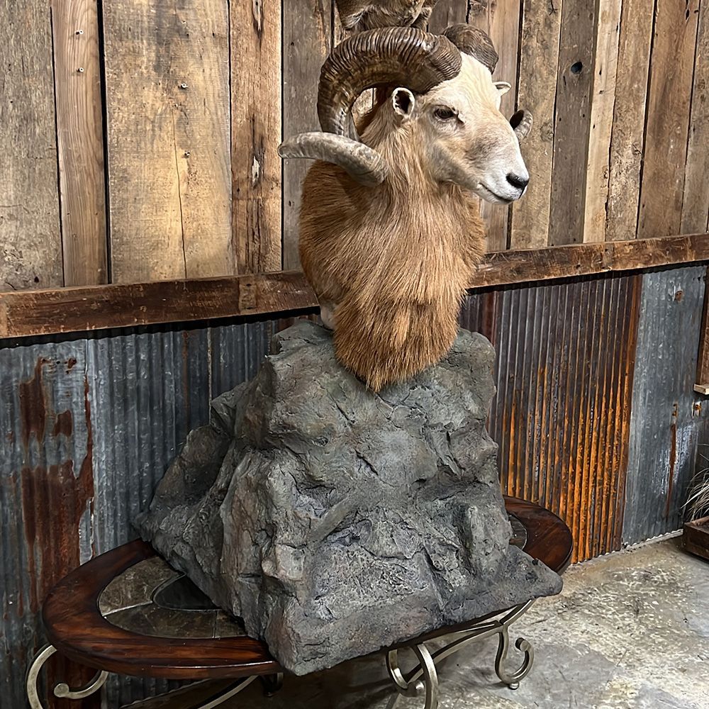 Bourke's Taxidermy Big Game Mounts